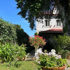Branca Jacinta Sintra